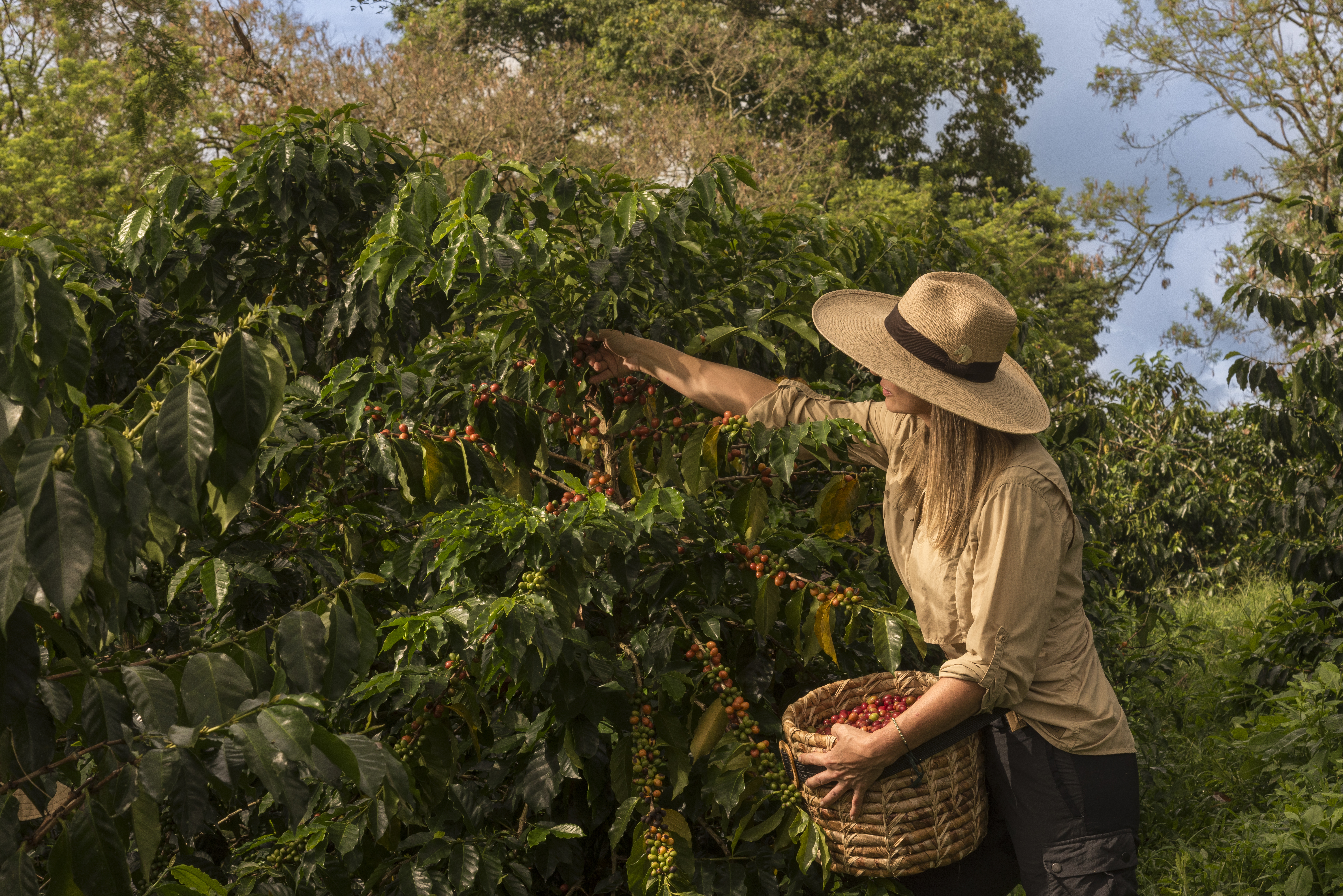 Woman hand-picking coffee cherries at dawn