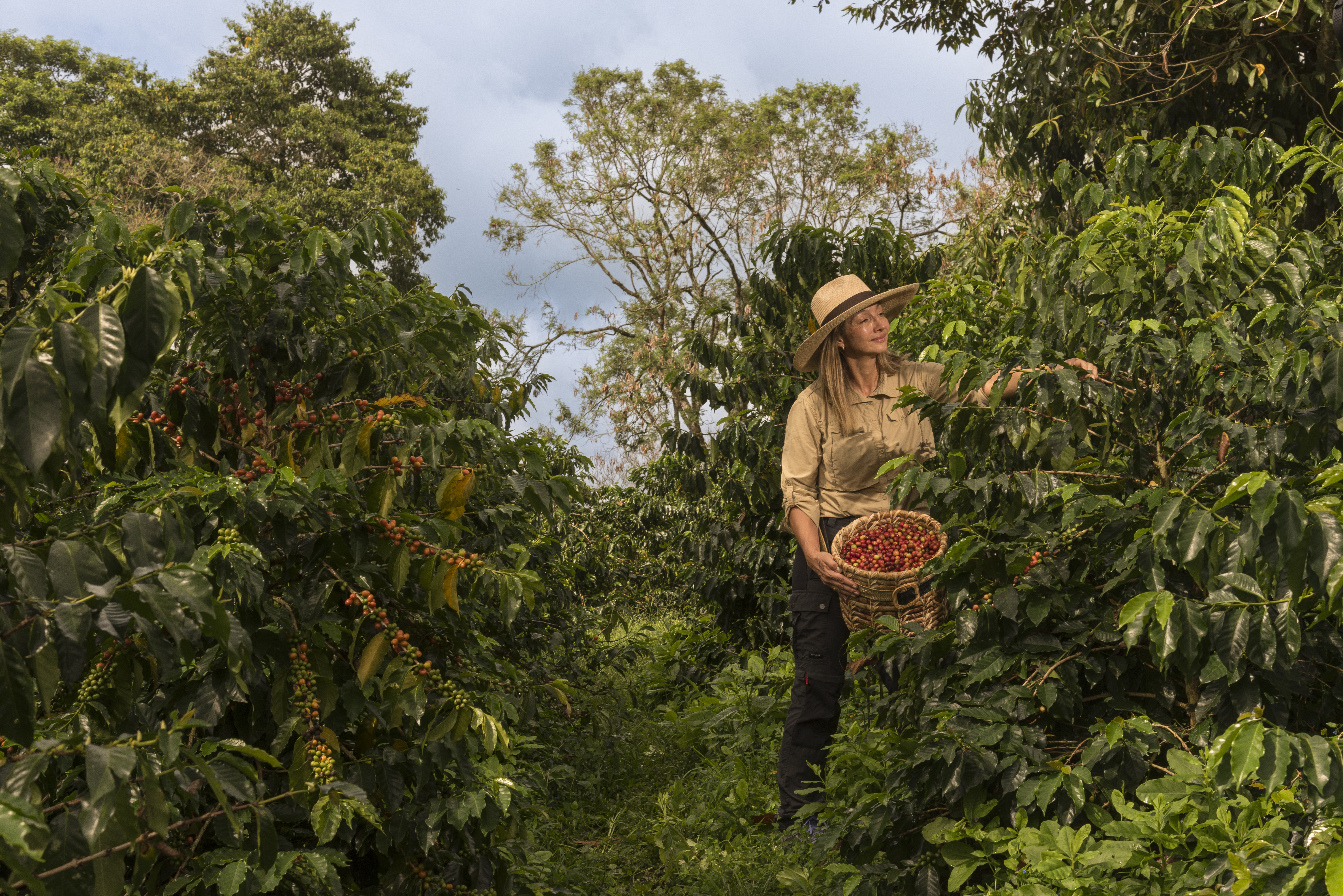 Harvesting coffee cherries on the Zada farm