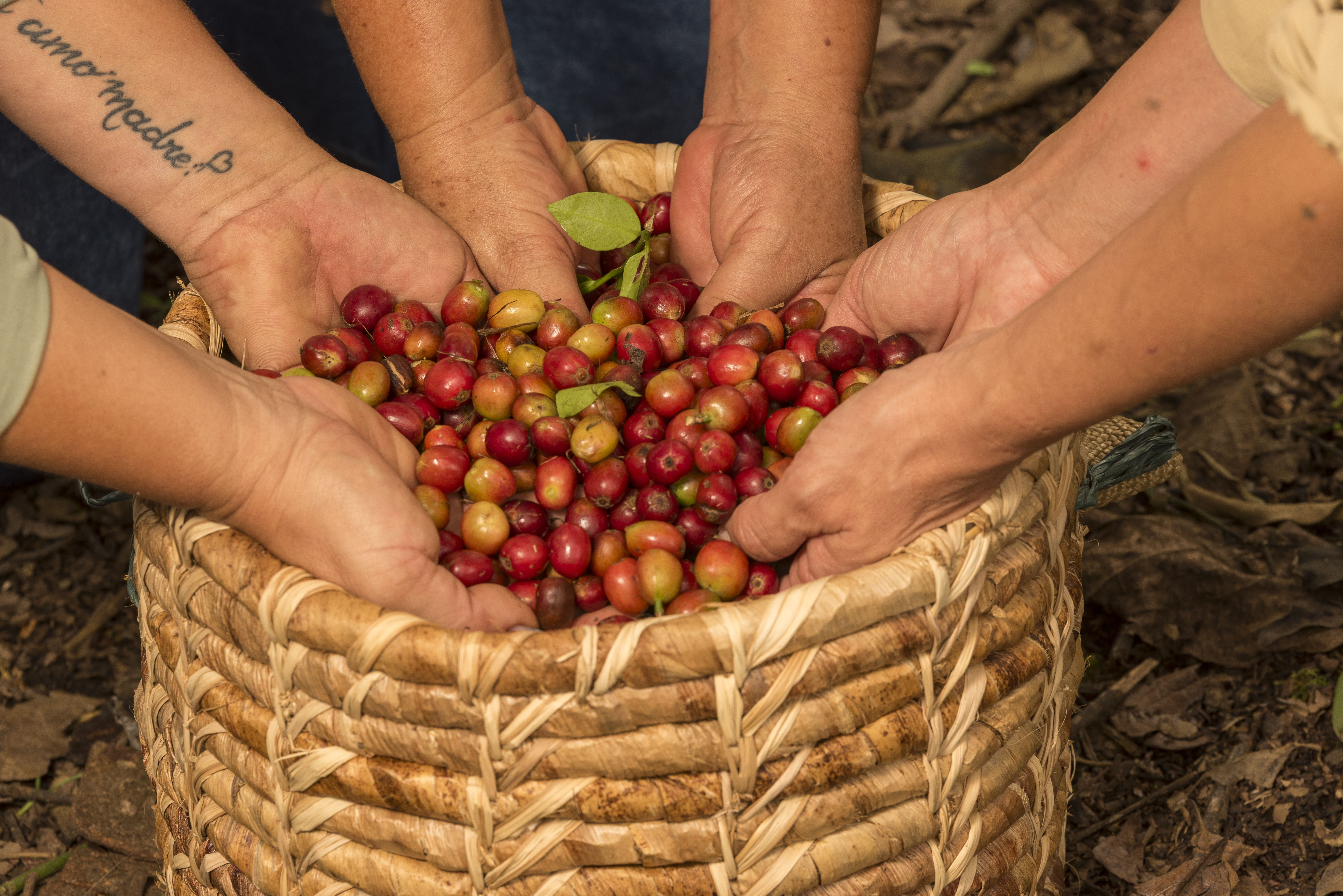 The Selection — hands sorting coffee cherries