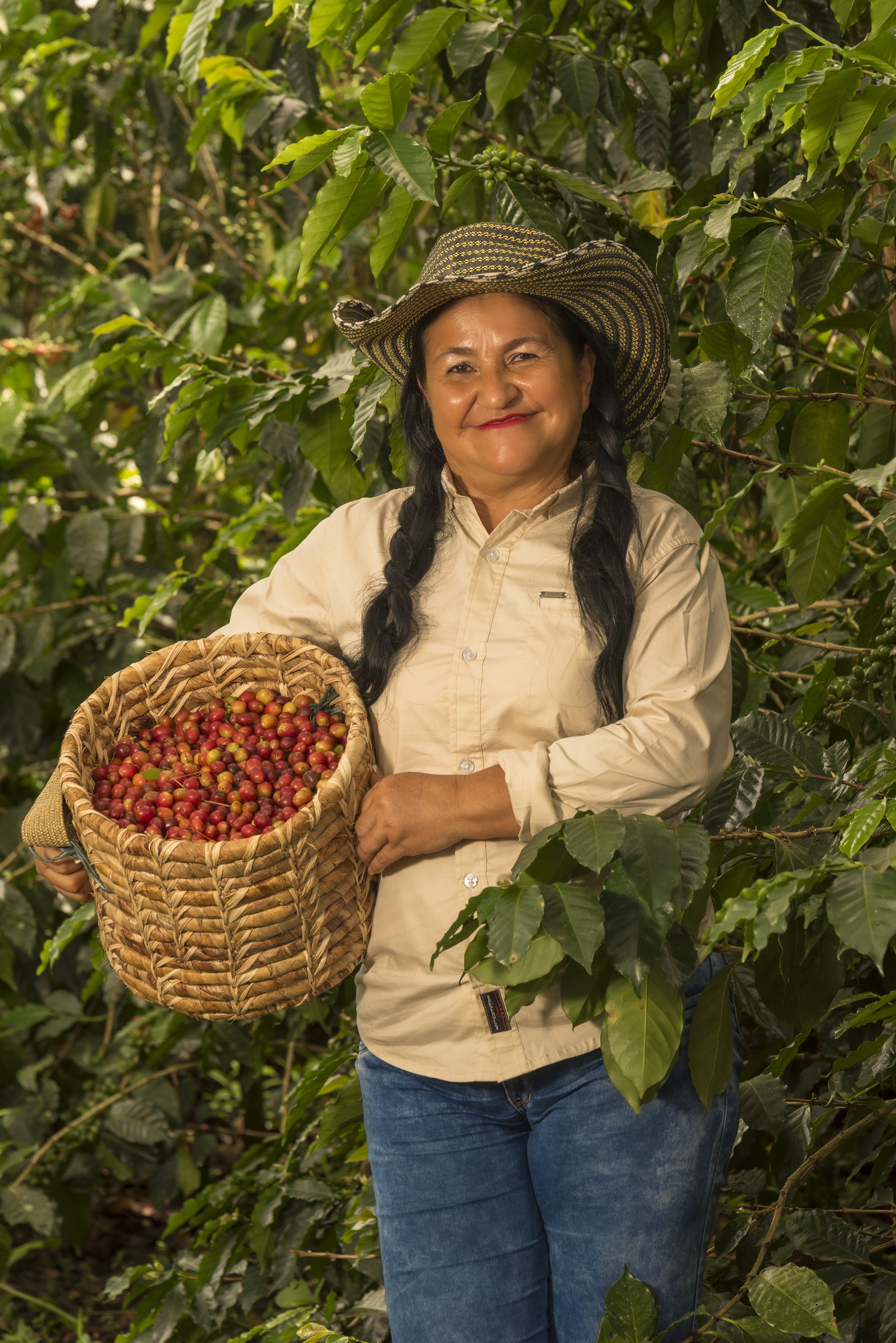 Woman harvester holding a full basket of red coffee cherries